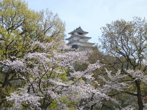 丸亀城と桜.jpg