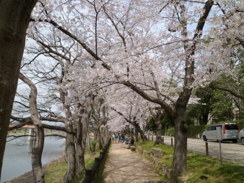 岡山城の桜.jpg